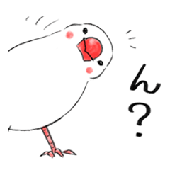 白文鳥のハクマイ（白米）