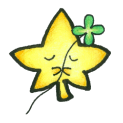 star maple