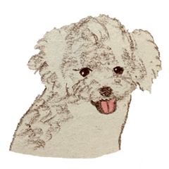 Qbee is a cute girl  (Poodle)