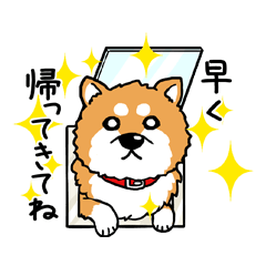 LOVE!!柴犬