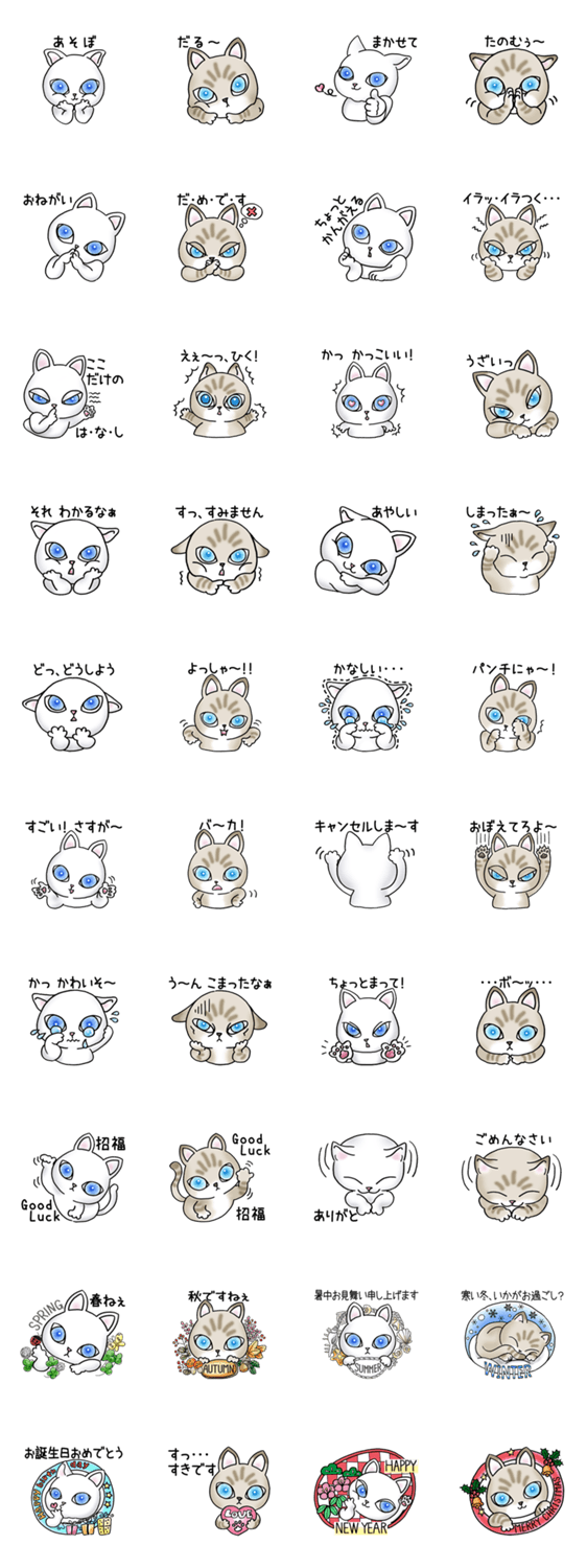 Blue eyes cat "Maiko" & "Ataru" vol.2