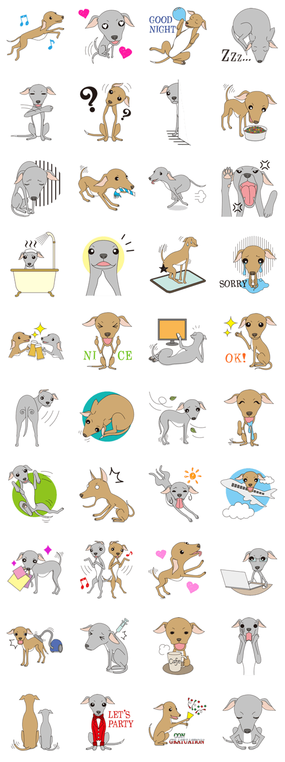 Italian greyhound fawn&blue