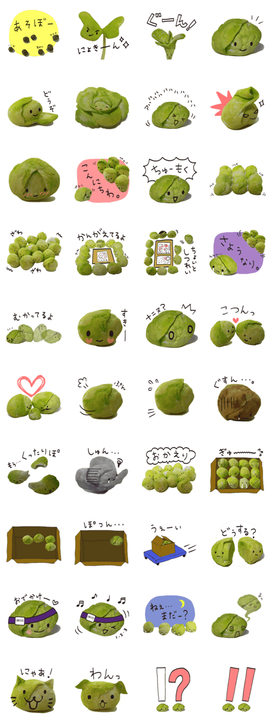 It's a キャベツ！