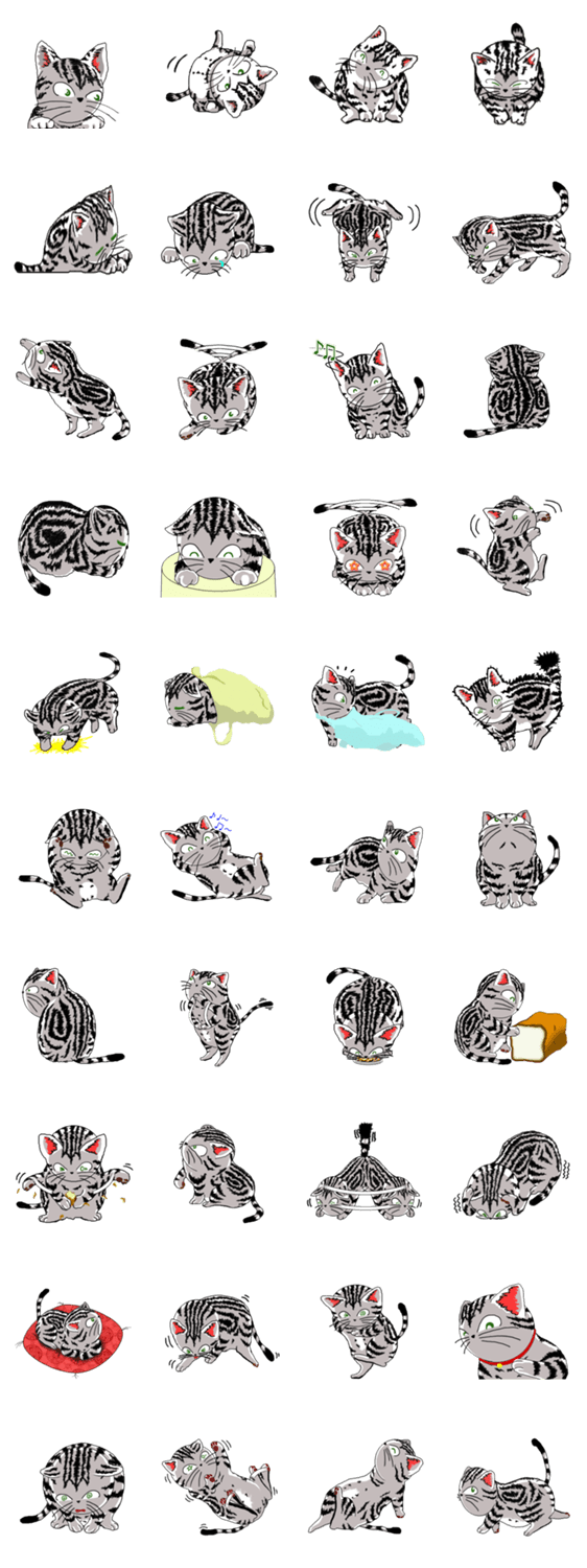 American Shorthair Cats