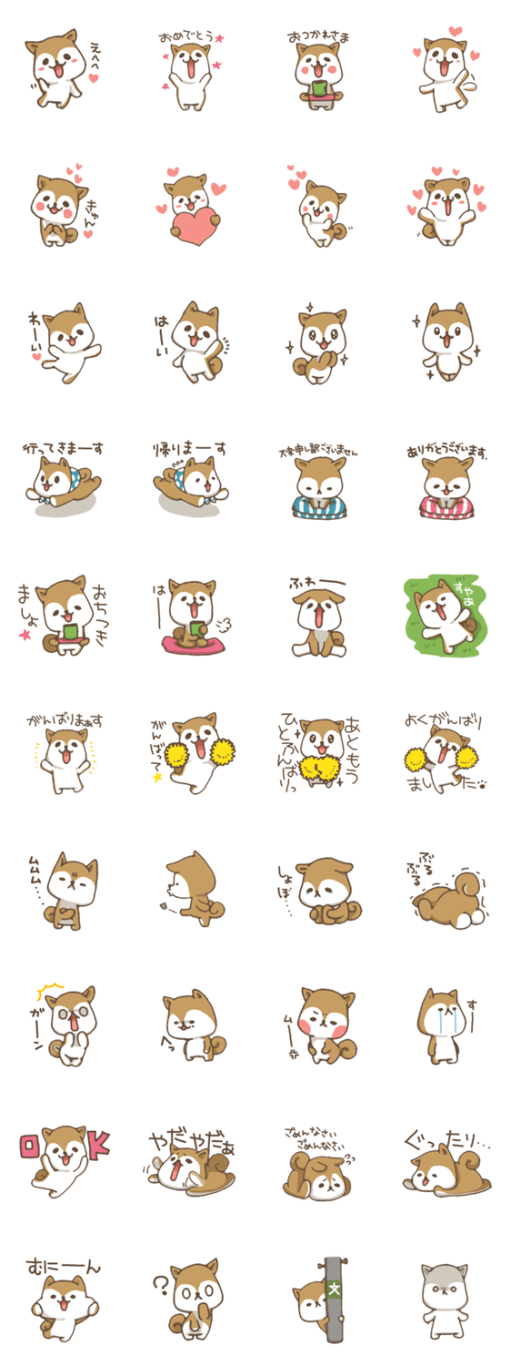 柴犬のヨウさん