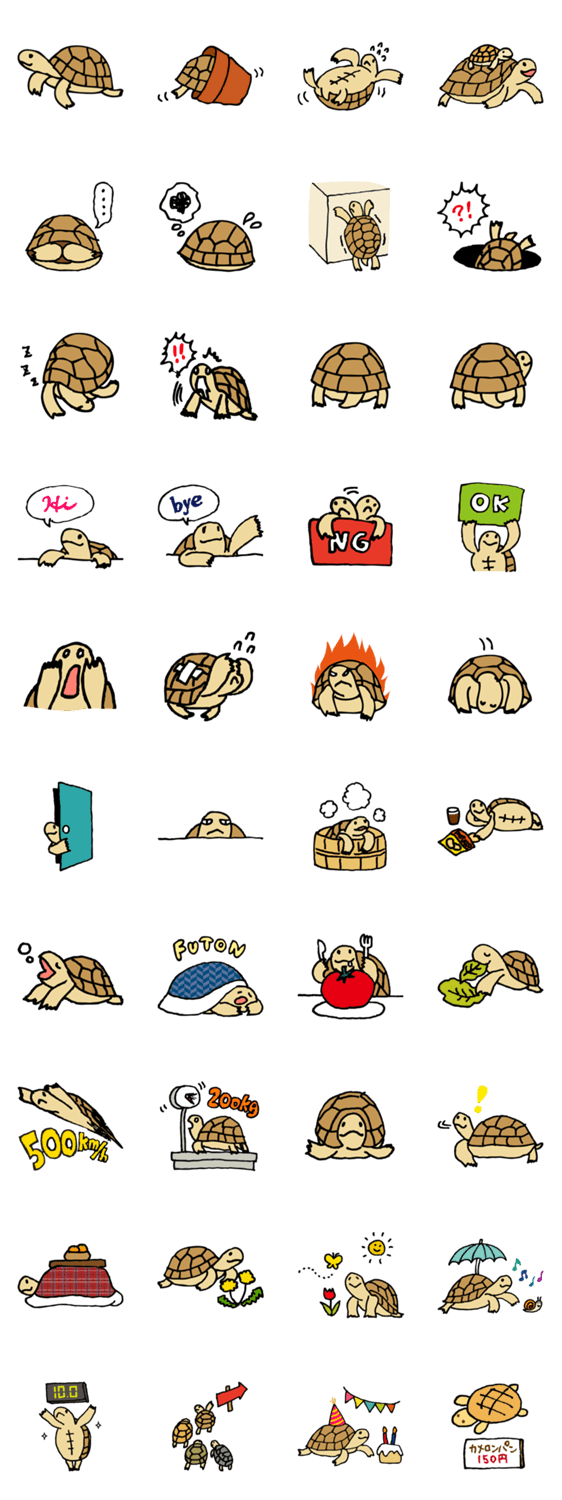 リクガメの日々